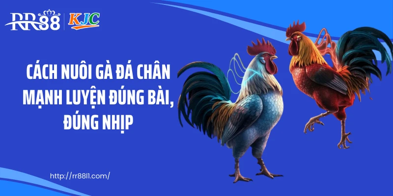 Cách nuôi gà đá chân mạnh luyện đúng bài, đúng nhịp