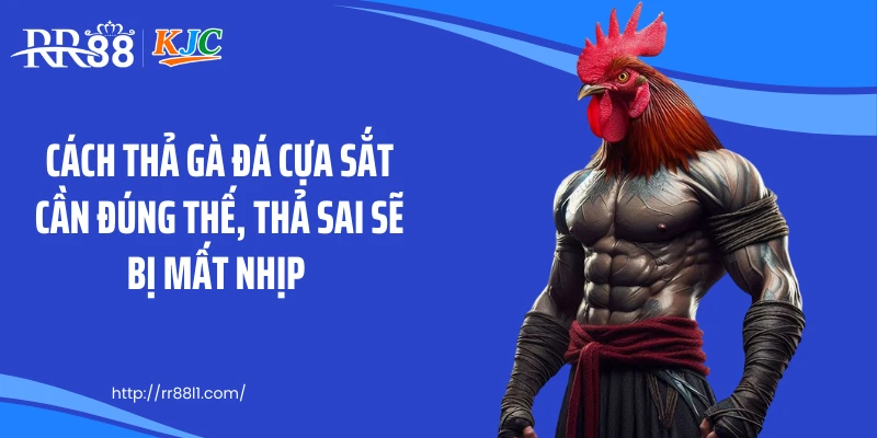 Cách thả gà đá cựa sắt cần đúng thế, thả sai sẽ bị mất nhịp