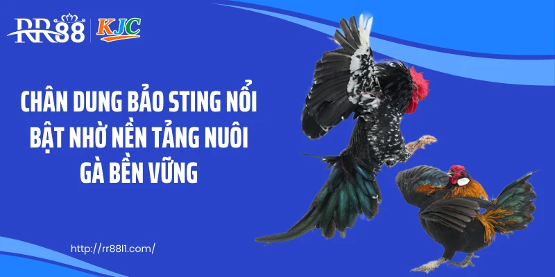 Chân dung Bảo Sting nổi bật nhờ nền tảng nuôi gà bền vững