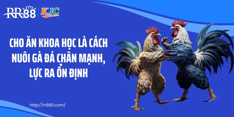 Cho ăn khoa học là cách nuôi gà đá chân mạnh, lực ra ổn định