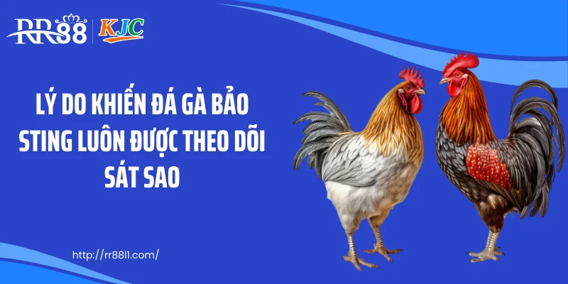 Lý do khiến đá gà Bảo Sting luôn được theo dõi sát sao