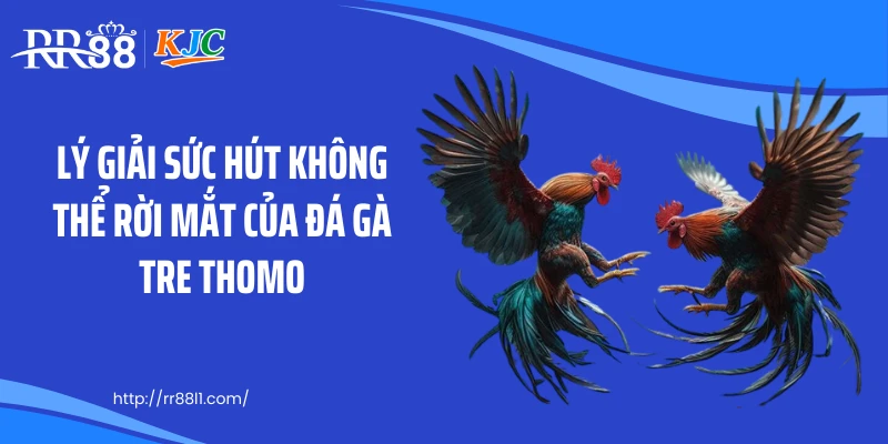Lý giải sức hút không thể rời mắt của đá gà tre thomo