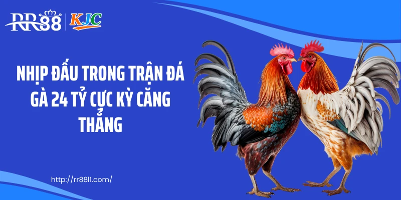 Nhịp đấu trong trận đá gà 24 tỷ cực kỳ căng thẳng