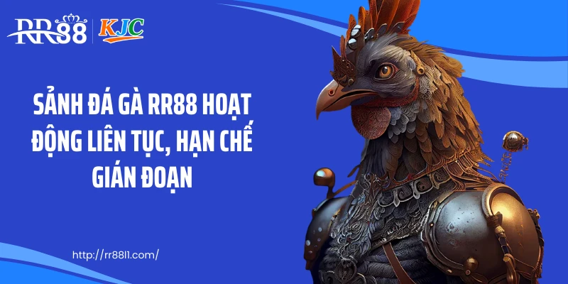 Sảnh đá gà RR88 hoạt động liên tục, hạn chế gián đoạn