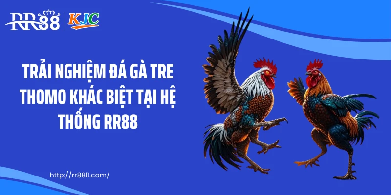 Trải nghiệm đá gà tre thomo khác biệt tại hệ thống RR88